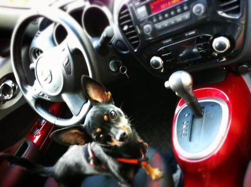 Я и мой Nissan Juke