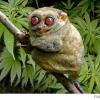 Doffin